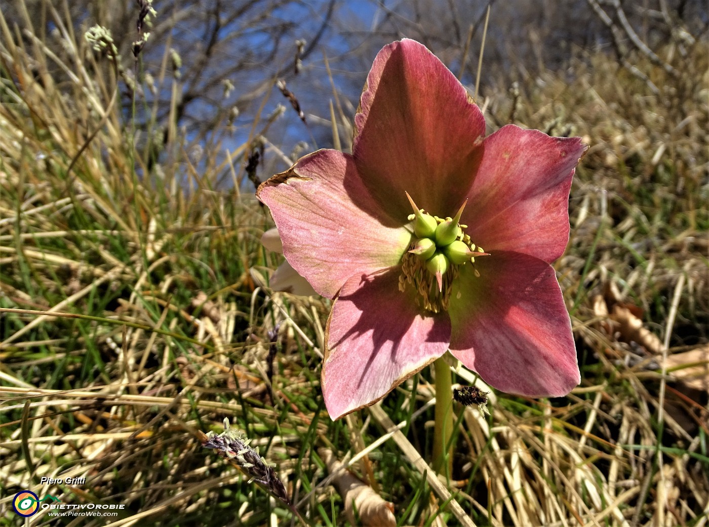 62 Elleboro fecondato (Helleborus niger) .JPG